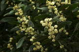 Acacia melanoxylon | Australian Blackwood | Mudgerabah | Tasman | 10_Seeds