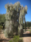 Acacia pendula | Silver Leaf Boree | Weeping Myall | Nilyah | 5_Seeds