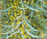 Acacia pendula | Silver Leaf Boree | Weeping Myall | Nilyah | 5_Seeds
