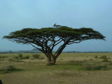 Acacia planifrons | Umbrella Thorn Tree | 10_Seeds