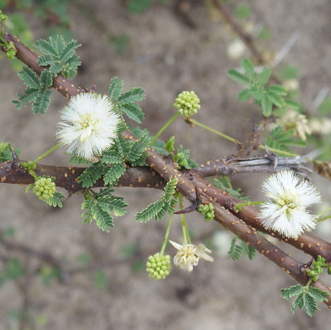 Acacia planifrons | Umbrella Thorn Tree | 10_Seeds