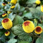 Acmella oleracea | Buzz Buttons | Electric Daisy | Toothache Plant | 20_Seeds