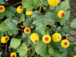 Acmella oleracea | Buzz Buttons | Electric Daisy | Toothache Plant | 20_Seeds