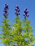 Aconitum napellus | Aconite | Blue Monkshood | Monks Coule | 10_Seeds