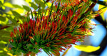 Acrocarpus fraxinifolius | Pink Cedar | Indian Ash | Shingle Tree | 20_Seeds