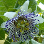 Passiflora actinia | Passion Flower | 20_Seeds