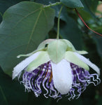 Passiflora actinia | Passion Flower | 20_Seeds