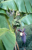 Musa acuminata Burmannica | 10_Seeds