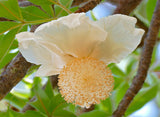 Adansonia digitata |Baobab |Judas Fruit |Monkey Bread |Cream of Tartar | 5_Seeds
