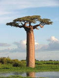 Adansonia digitata |Baobab |Judas Fruit |Monkey Bread |Cream of Tartar | 5_Seeds
