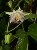 Passiflora adenopoda | Velcro Passion Flower | 5_Seeds