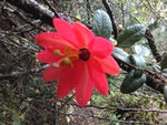 Passiflora adulterina | Passion Flower Vine | 5_Seeds