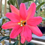 Passiflora adulterina | Passion Flower Vine | 5_Seeds