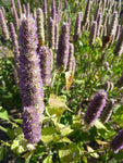 Agastache foeniculum | Anise Hyssop | Licorice Mint | 200_Seeds