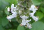 Ocimum gratissimum | West African Wild Clove Basil | 50_Seeds