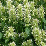 Agastache Mexicana White | Giant Hyssop | 200_Seeds