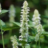 Agastache Mexicana White | Giant Hyssop | 200_Seeds