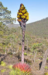 Agave montana | Hardy Century Plant | Mountain-Agave | 10_Seeds