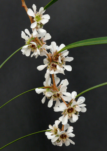 Agonis flexuosa | Australian Willow Myrtle | Peppermint Tree | 50_Seeds