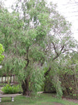 Agonis flexuosa | Australian Willow Myrtle | Peppermint Tree | 50_Seeds