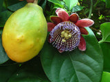 Passiflora alata | Fragrant Granadilla | Winged-stem Passion Flower | 5_Seeds