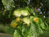Albizia lebbeck | Siris Tree | Womans Tongue | East Indian Walnut | 10_Seeds