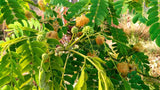 Albizia lebbeck | Siris Tree | Womans Tongue | East Indian Walnut | 10_Seeds