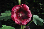 Alcea rosea | Hollyhock | 20_Seeds