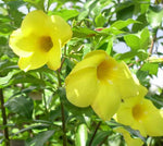 Allamanda cathartica | Golden Trumpet | Yellow Trumpetvine | Brown Bud | 5_Seeds