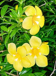 Allamanda cathartica | Golden Trumpet | Yellow Trumpetvine | Brown Bud | 5_Seeds