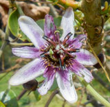 Passiflora alnifolia | 5_Seeds