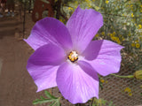 Alyogyne huegelii | Blue Hibiscus | 20_seeds