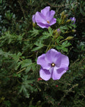 Alyogyne huegelii | Blue Hibiscus | 20_seeds