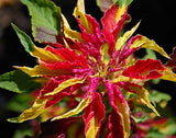 Amaranthus tricolor Early Splendor | Summer Poinsettia | Josephs Coat | 100_Seeds