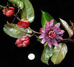 Passiflora ambigua | Mountain Granadilla | 5_Seeds