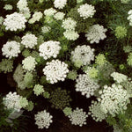 Ammi visnaga Green Mist | False Queen Annes Lace | Toothpick Weed | 20_Seeds