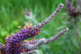 Amorpha canescens | Lead Plant | Prairie Shoestring | 200_Seeds