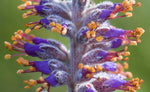 Amorpha canescens | Lead Plant | Prairie Shoestring | 200_Seeds