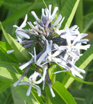 Amsonia illustris | Ozark Bluestar | Shining Blue Star | 10_Seeds