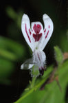 Andrographis paniculata | Creat | Green Chiretta | 10_Seeds