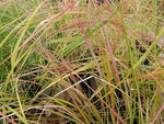 Anemanthele lessoniana | Stipa arundinacea | Feather & Hair Grass | 100_Seeds