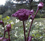 Angelica gigas | Giant Purple Korean Angelica | Dang Gui | 20_Seeds