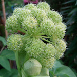 Angelica taiwaniana | sylvestris | Vicars Mead | 10_Seeds