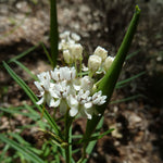 Asclepias angustifolia | Arizona Milkweed | 10_Seeds