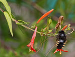Anisacanthus quadrifidus | Hummingbird | Flame Acanthus | 5_Seeds