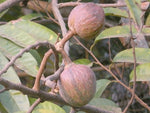 Annona reticulata | Custard Apple | Wild Sweetsop | Bullocks Heart | 5_Seeds