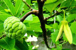Annona squamosa | Sugar Apple | Sweetsop | 5_Seeds