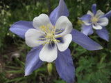 Aquilegia caerulea | Colorado Blue Columbine | 50_Seeds