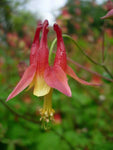 Aquilegia canadensis | Canadian Eastern Red Columbine | 50_Seeds