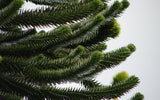 Araucaria araucana | Monkey Puzzle Tree | Pewen | Chilean Pine | 3_Seeds